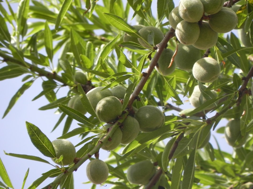 Origine dell'olio di argan marocchino